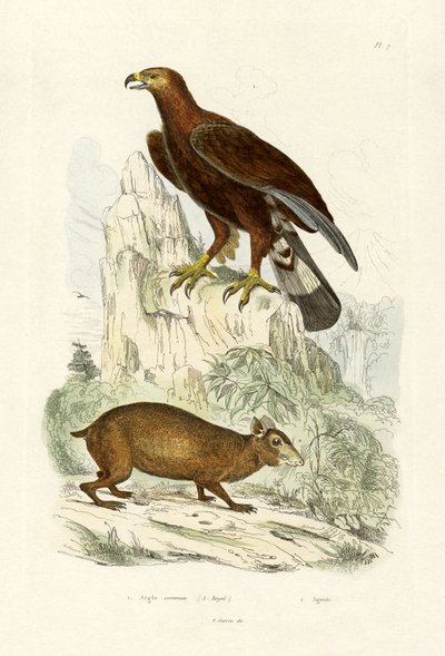 Golden Eagle by French School